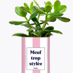 Meuf trop stylée - Plante Crassula varié