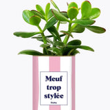 Meuf trop stylée - Plante Crassula varié