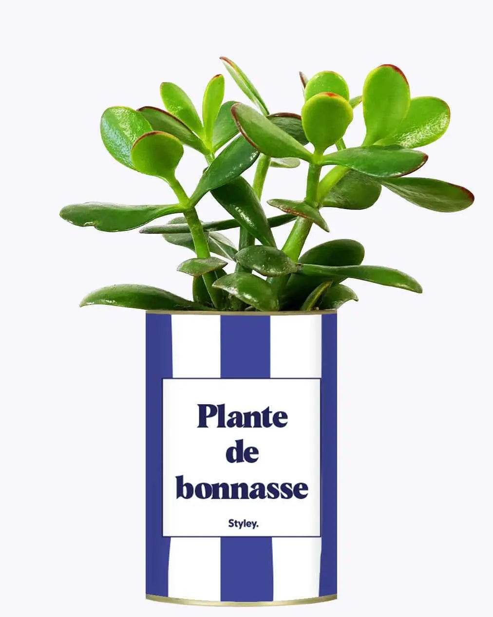Plante de bonnasse - Plante Crassula varié