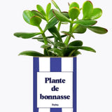 Plante de bonnasse - Plante Crassula varié