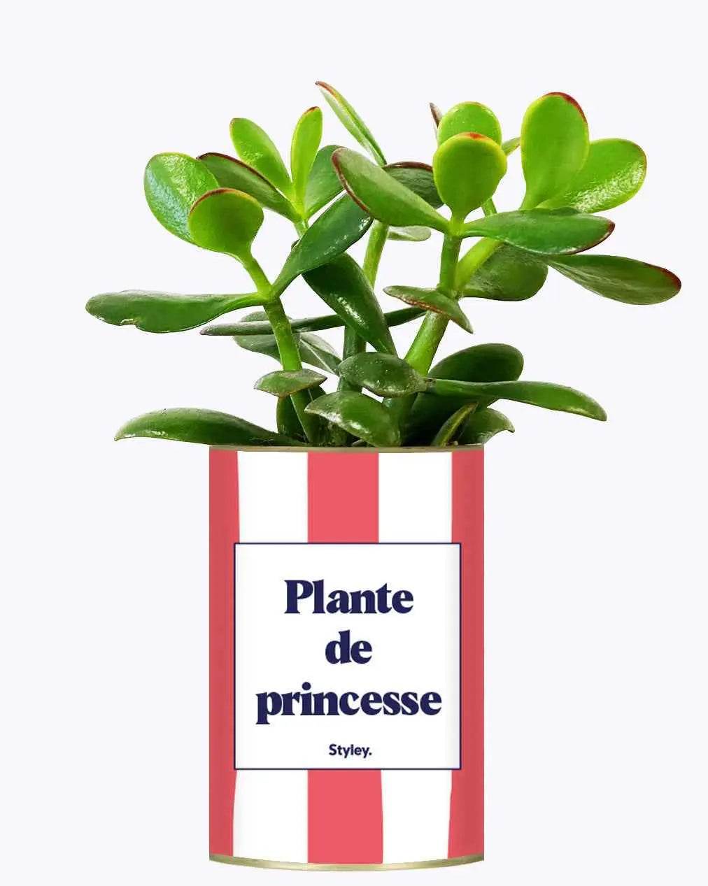 Plante de princesse - Plante Crassula varié
