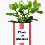 Plante de princesse - Plante Crassula varié