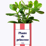 Plante de princesse - Plante