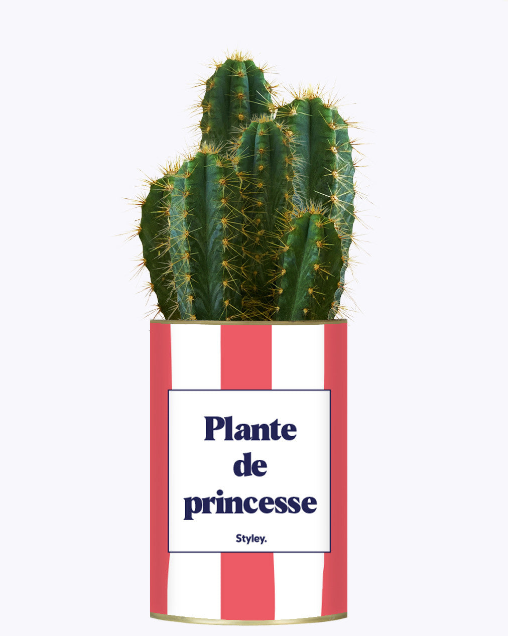 Plante de princesse - Plante