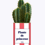Plante de princesse - Plante