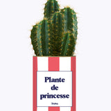 Plante de princesse - Plante