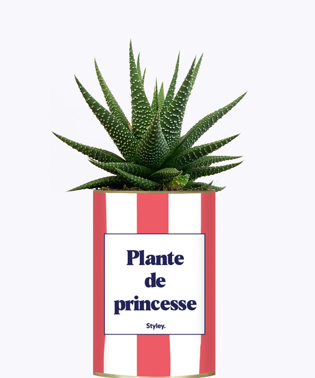 Plante de princesse - Plante