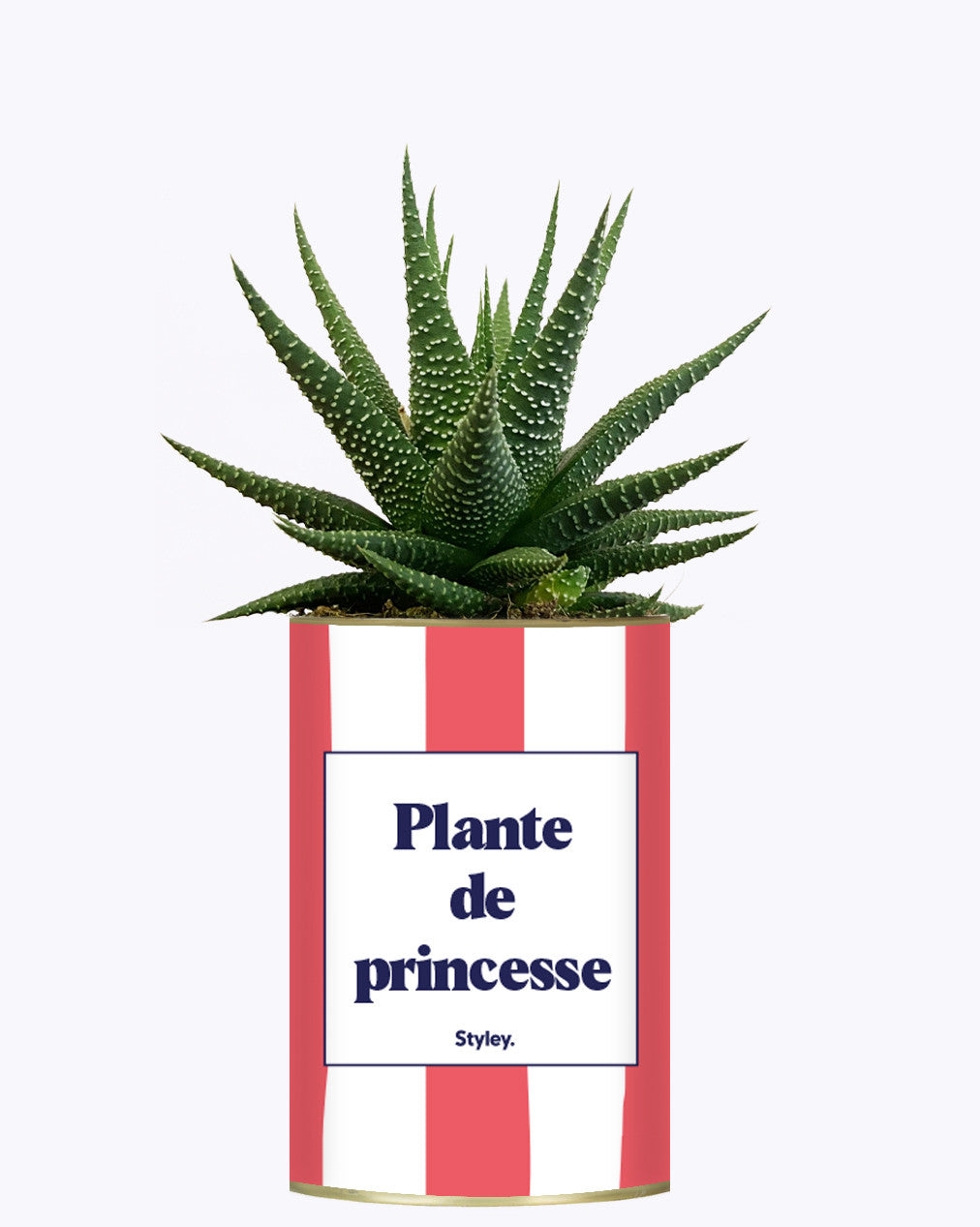 Plante de princesse - Plante