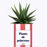 Plante de princesse - Plante