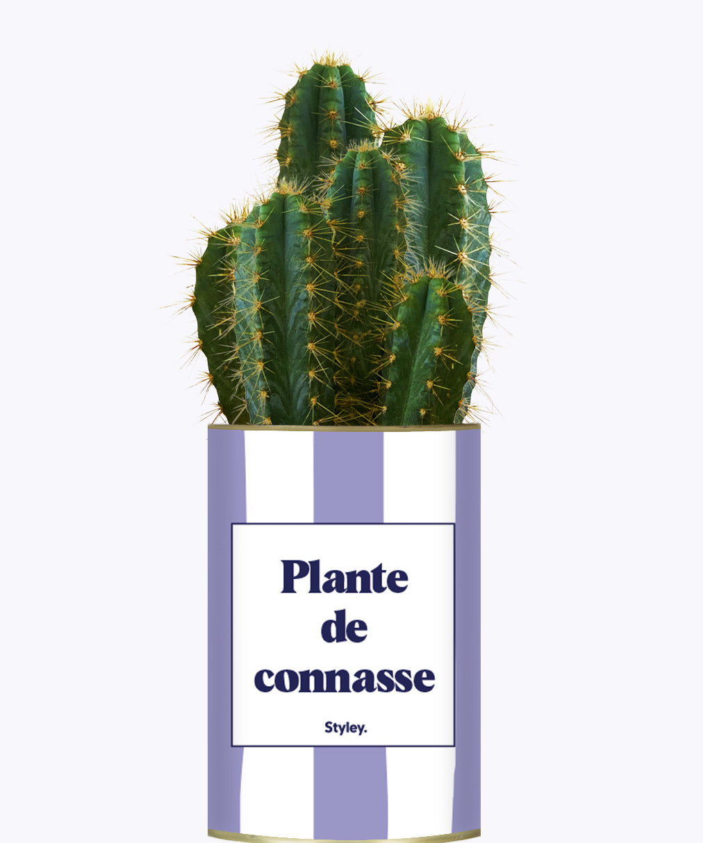 Plante de connasse - Plante