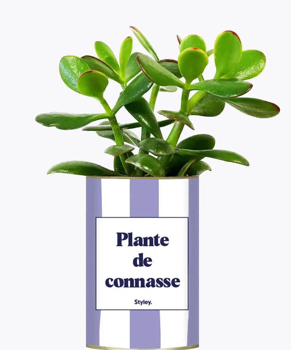 Plante de connasse - Plante Crassula varié