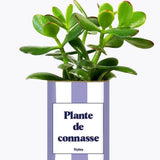 Plante de connasse - Plante Crassula varié