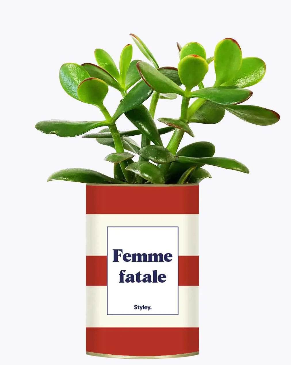 Femme fatale - Plante Crassula varié