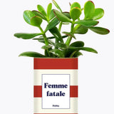 Femme fatale - Plante Crassula varié