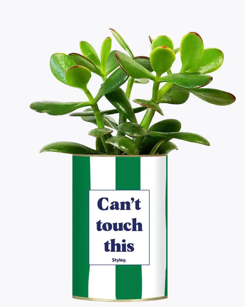 Can't touch this - Plante Crassula varié