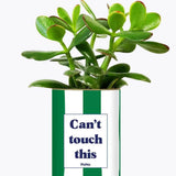 Can't touch this - Plante Crassula varié