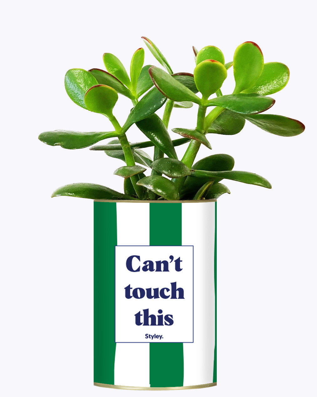Can't touch this - Plante