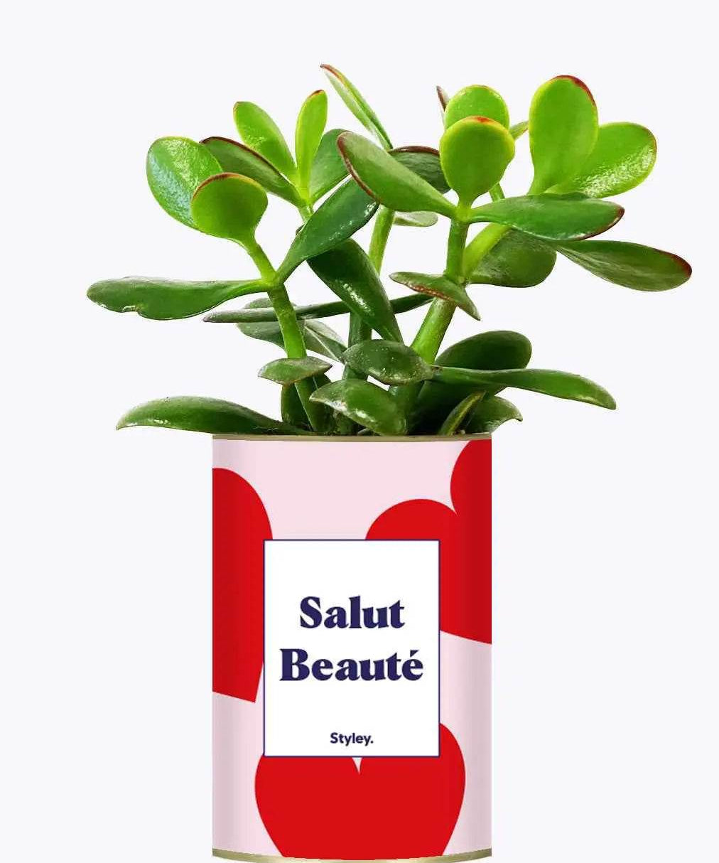 Salut beauté - Plante Crassula varié
