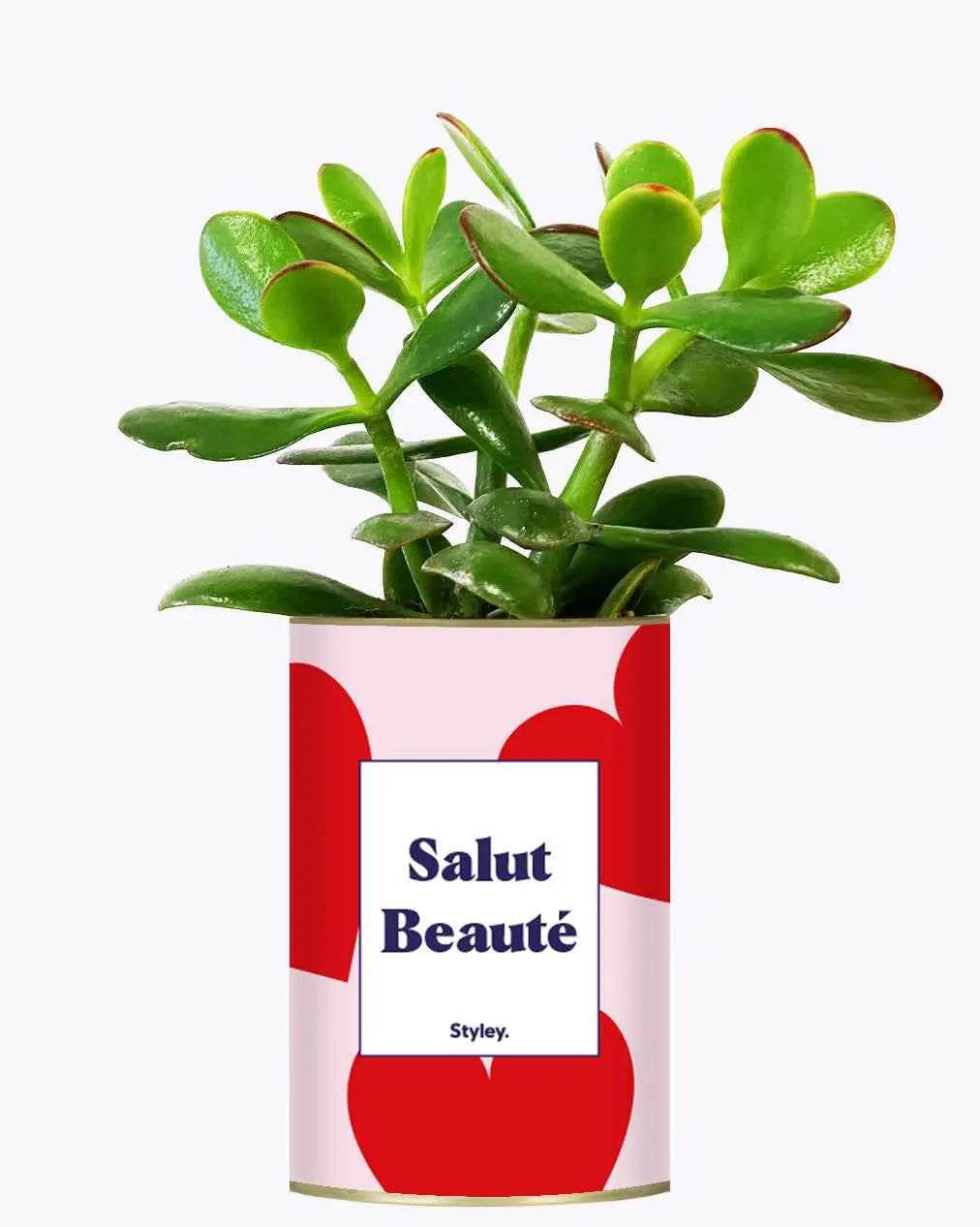Salut beauté - Plante Crassula varié