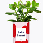 Salut beauté - Plante Crassula varié