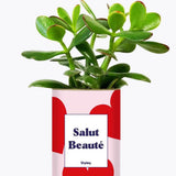 Salut beauté - Plante Crassula varié