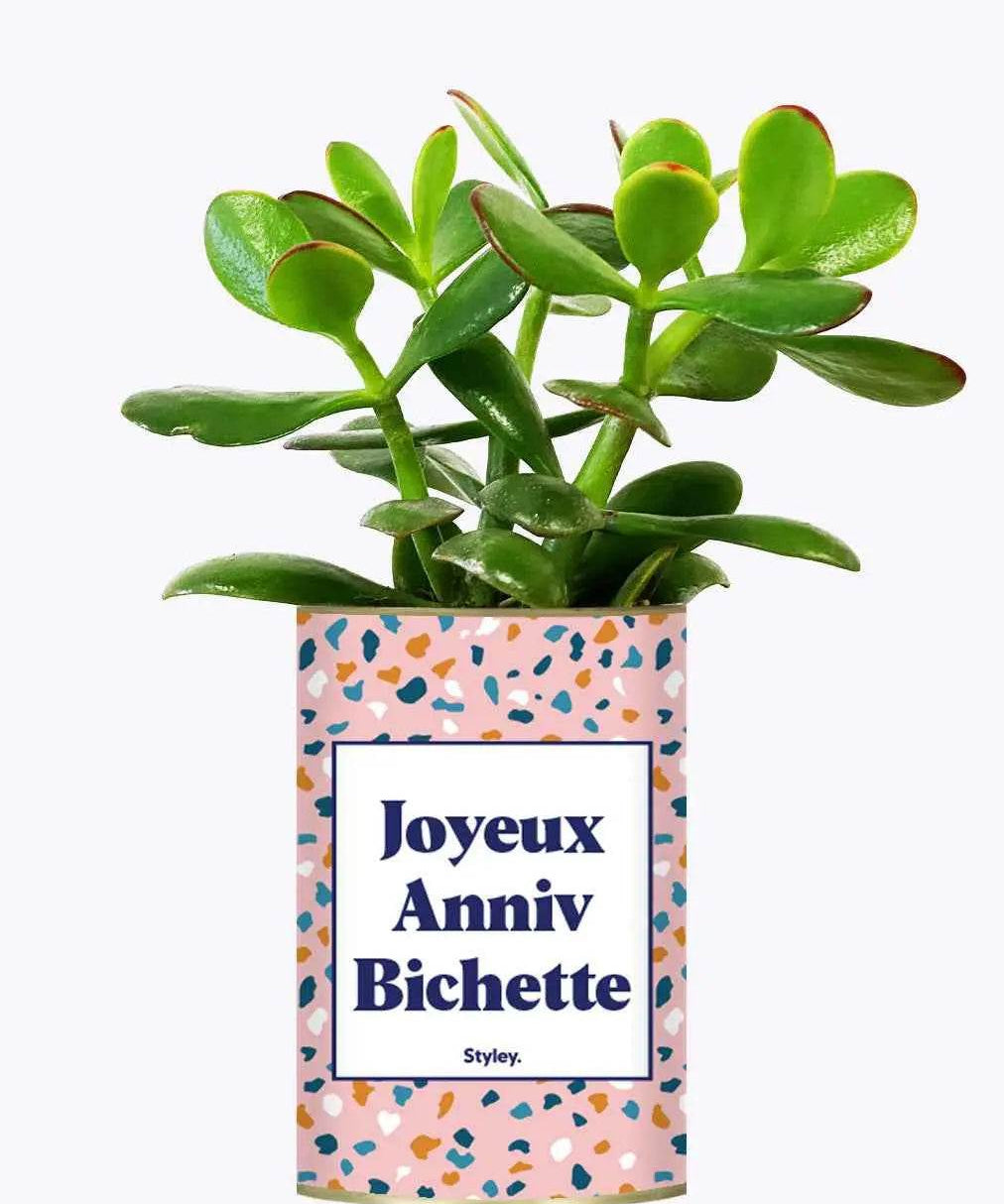 Joyeux anniv bichette - Plante Crassula varié