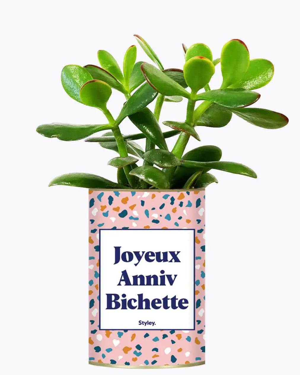 Joyeux anniv bichette - Plante Crassula varié