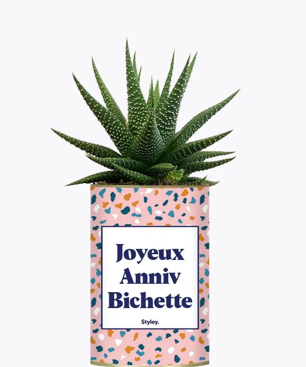 Joyeux anniv bichette - Plante Haworthia varié