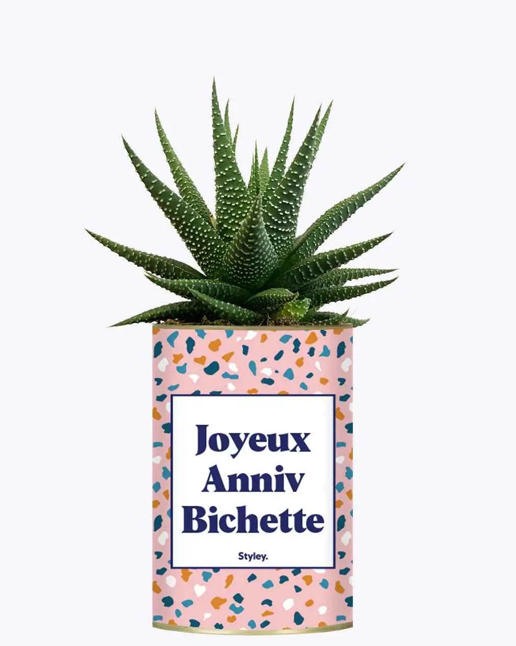 Joyeux anniv bichette - Plante Haworthia varié