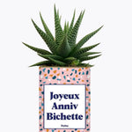 Joyeux anniv bichette - Plante Haworthia varié