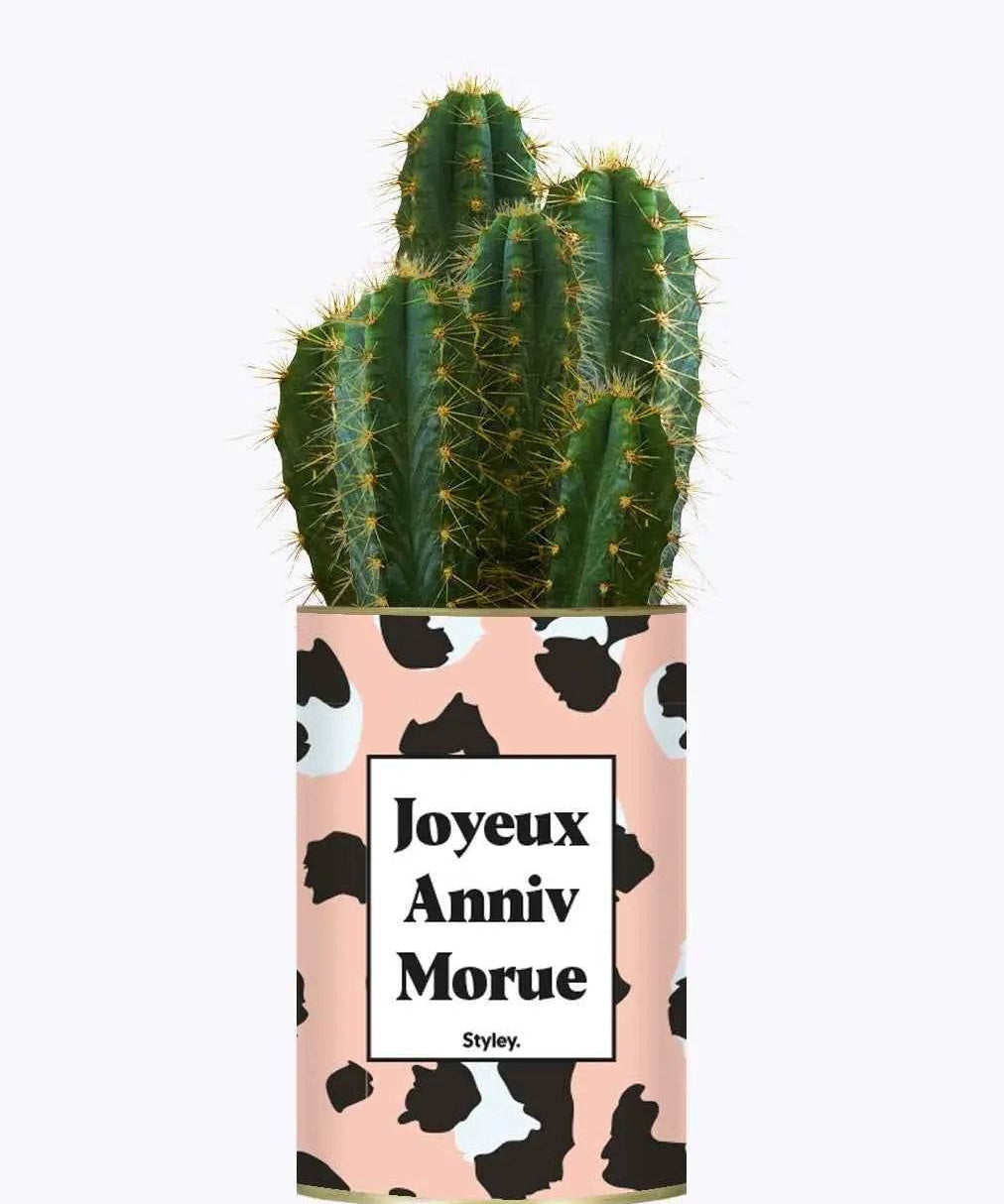 Joyeux anniv morue - Plante Cactus varié