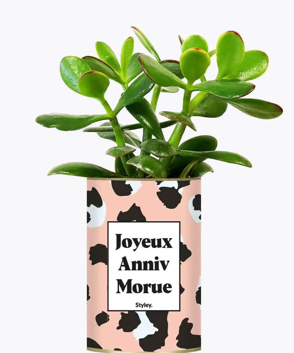 Joyeux anniv morue - Plante Crassula varié