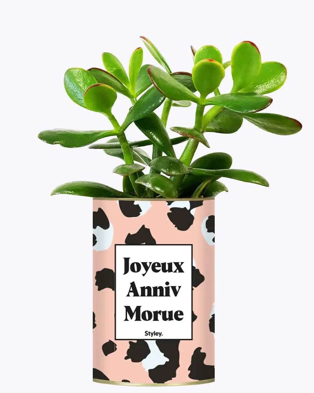 Joyeux anniv morue - Plante Crassula varié