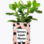 Joyeux anniv morue - Plante Crassula varié