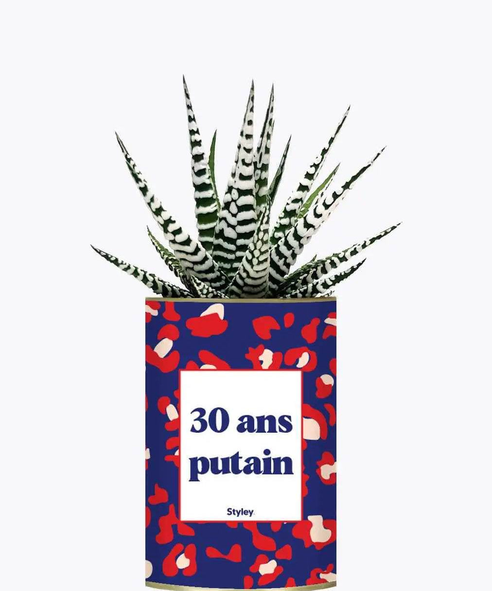 30 ans putain - Plante Haworthia varié