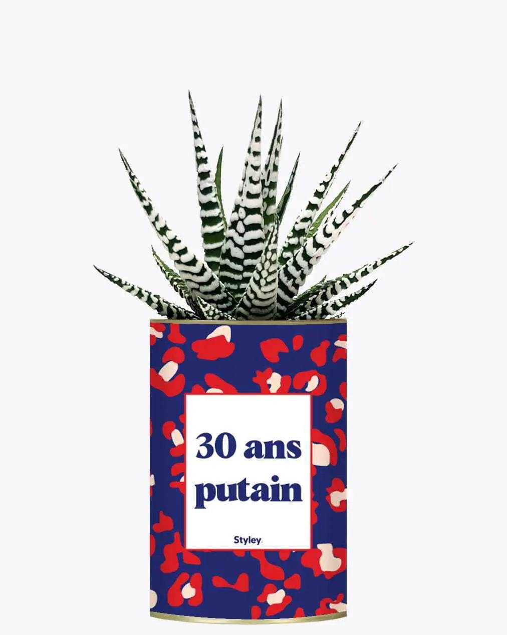 30 ans putain - Plante Haworthia varié