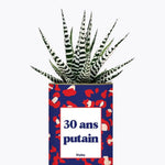 30 ans putain - Plante Haworthia varié