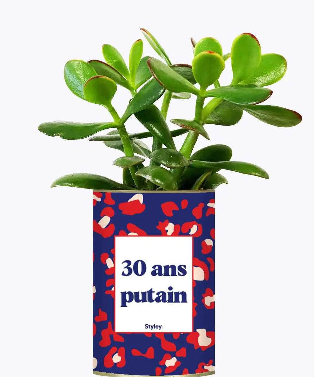 30 ans putain - Plante Crassula varié