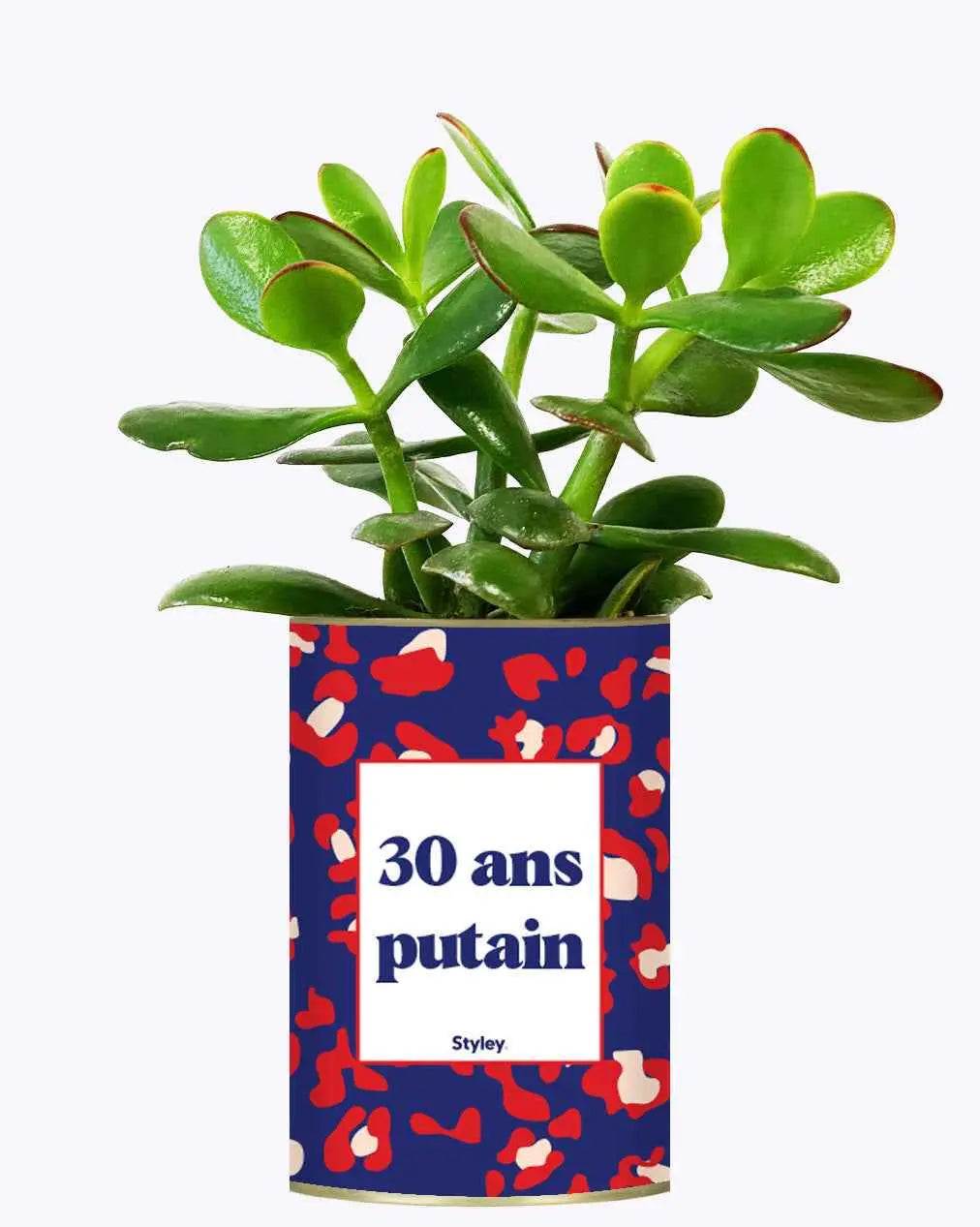 30 ans putain - Plante Crassula varié