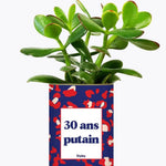 30 ans putain - Plante Crassula varié