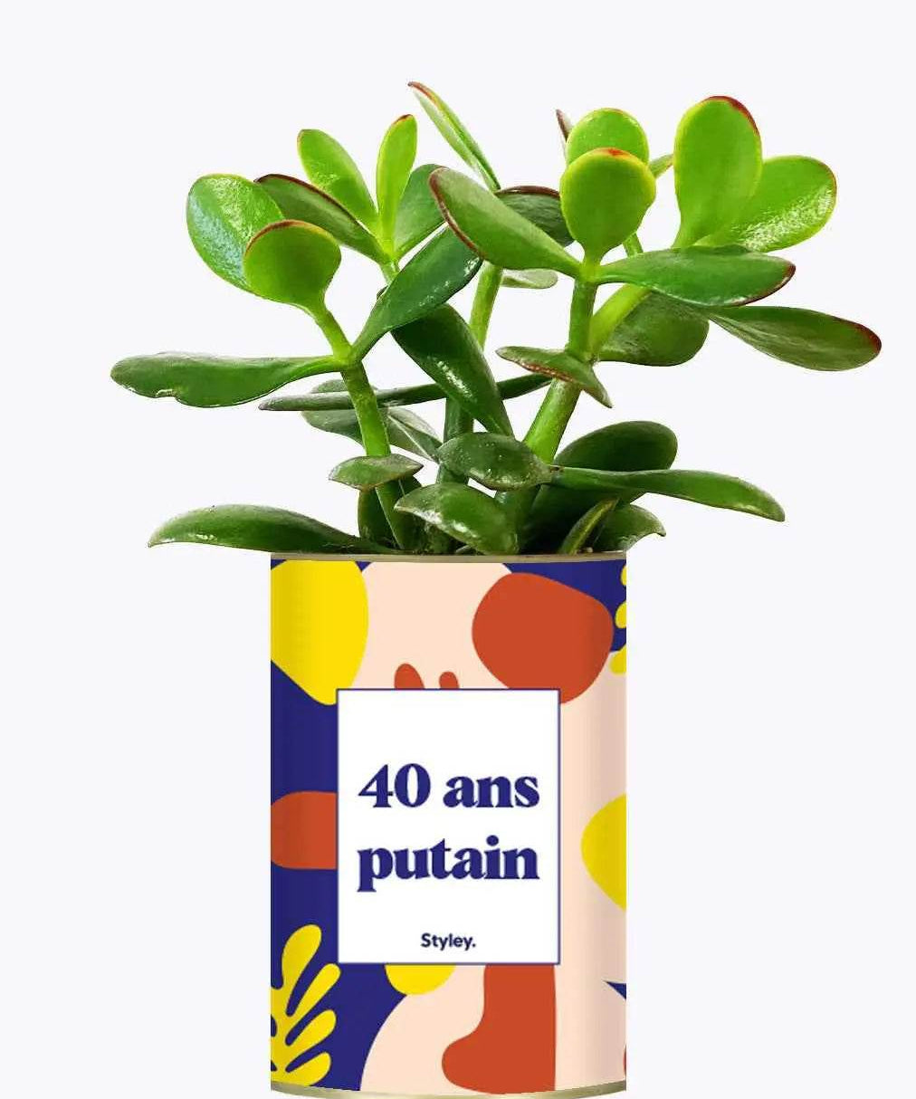 40 ans putain - Plante Crassula varié