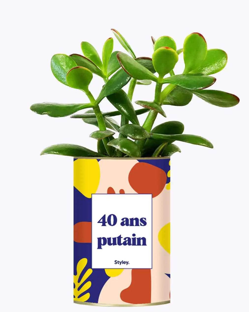 40 ans putain - Plante Crassula varié