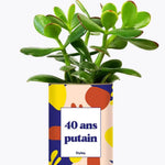 40 ans putain - Plante Crassula varié
