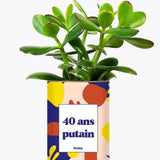 40 ans putain - Plante Crassula varié
