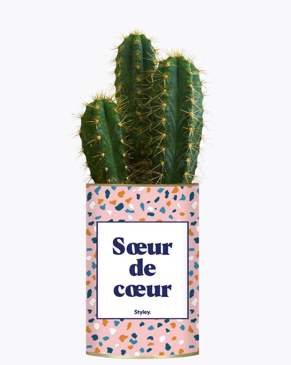 Soeur de coeur - Plante Cactus varié