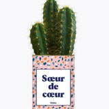 Soeur de coeur - Plante Cactus varié