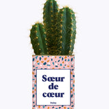 Soeur de coeur - Plante