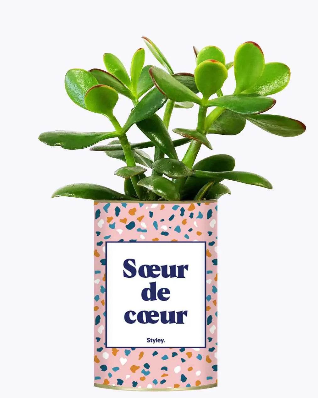 Soeur de coeur - Plante Crassula varié