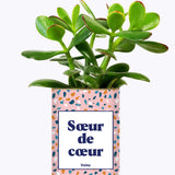 Soeur de coeur - Plante