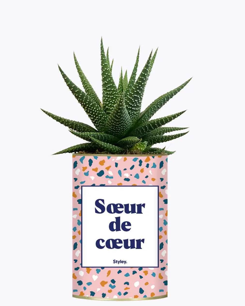 Soeur de coeur - Plante Haworthia varié